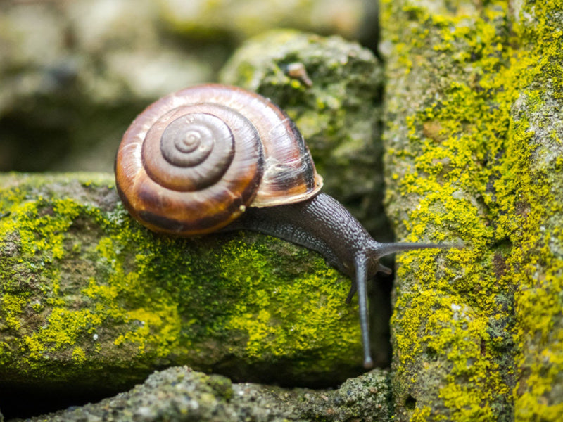 A cinematic macro photograph of a single snail on a damp, moss-covered brick wall, low saturation and moody atmosphere.